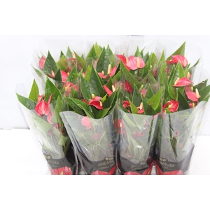 ANTHURIUM MINI MILLION FLOWERS P09