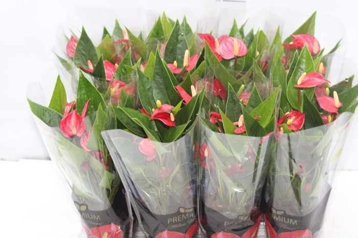 <h4>ANTHURIUM MINI MILLION FLOWERS P09</h4>