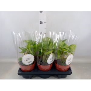 Pilea peperomoides