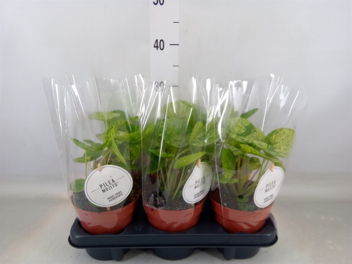 <h4>Pilea peperomoides</h4>