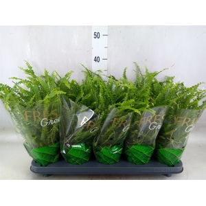 Nephrolepis cord. 'Duffii'