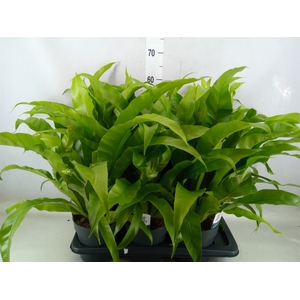 Asplenium antiquum