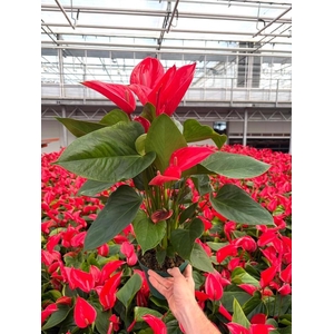 Anthurium Andr. Melodia Ibis