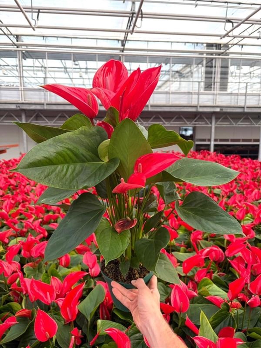 <h4>Anthurium Andr. Melodia Ibis</h4>
