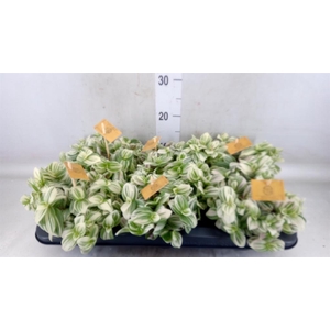 Tradescantia  'Brightness'