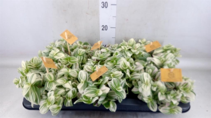 <h4>Tradescantia  'Brightness'</h4>