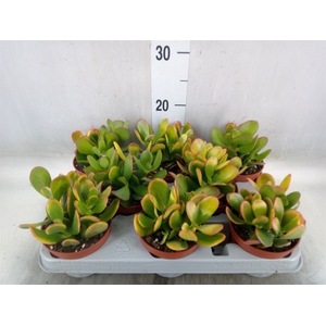 Crassula ovata 'Sunset'