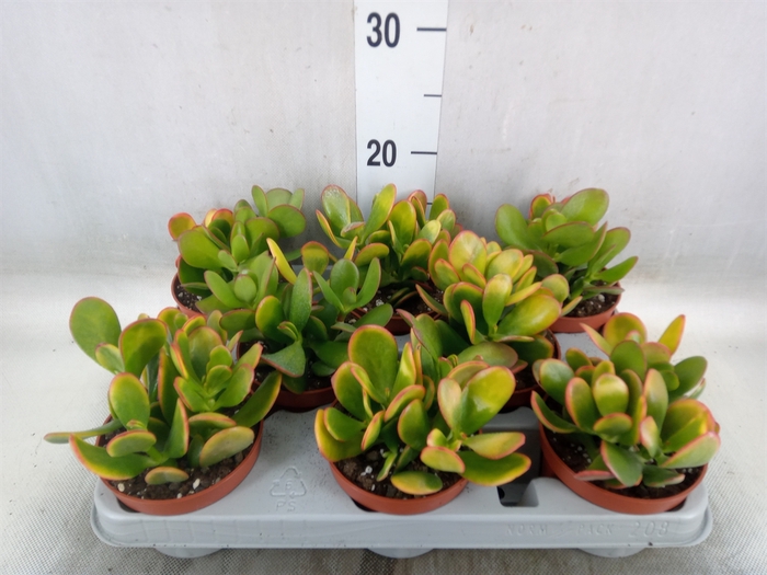 <h4>Crassula ovata 'Sunset'</h4>