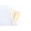 Dried Palm Spear 10pcs Bleached Bunch