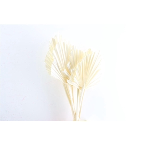 Dried Palm Spear 10pcs Bleached Bunch