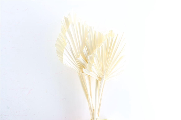 <h4>Dried Palm Spear 10pcs Bleached Bunch</h4>
