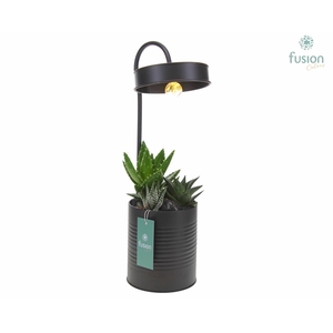 Lamp metaal zwart met LED verlichting met Haworthia mix