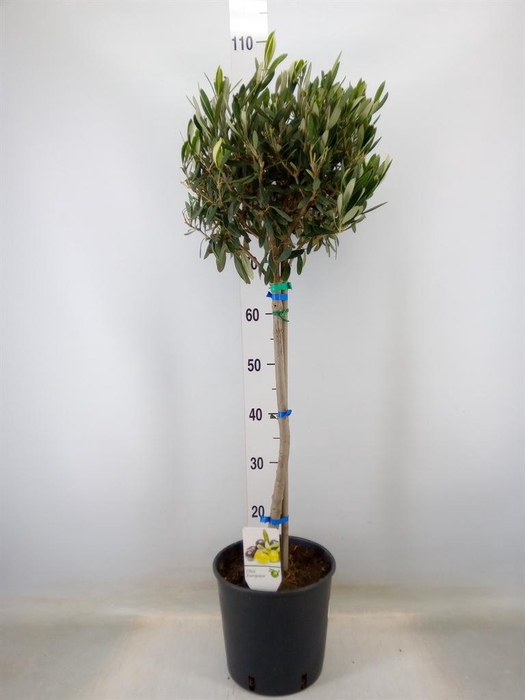 <h4>Olea europaea</h4>