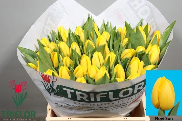 <h4>Tu En Novi Sun</h4>