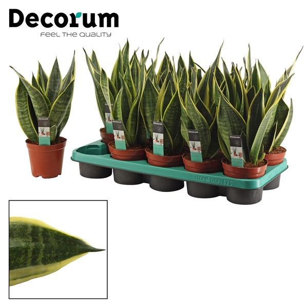 <h4>Sansevieria Canary 12 cm (Decorum)</h4>
