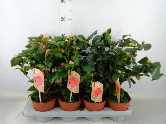 <h4>Camellia   ...mix 3</h4>