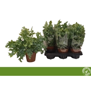 Phlebodium Davana 12Ø 35cm