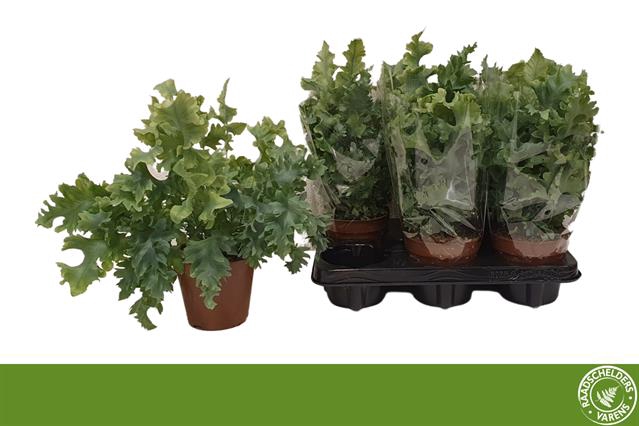 Phlebodium Davana 12Ø 35cm