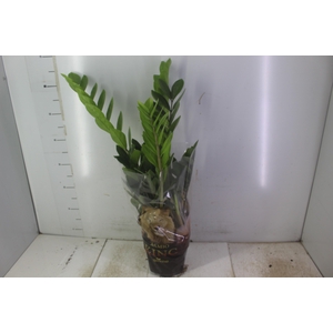ZAMIOCULCAS P17