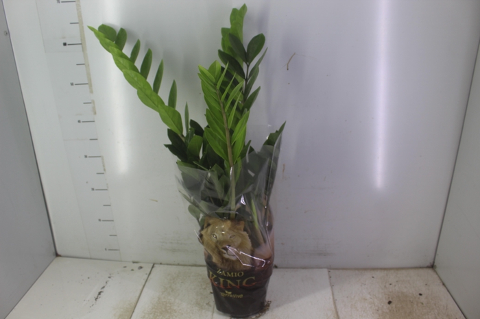 <h4>ZAMIOCULCAS P17</h4>