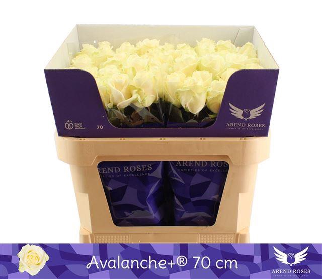 R GR AVALANCHE+