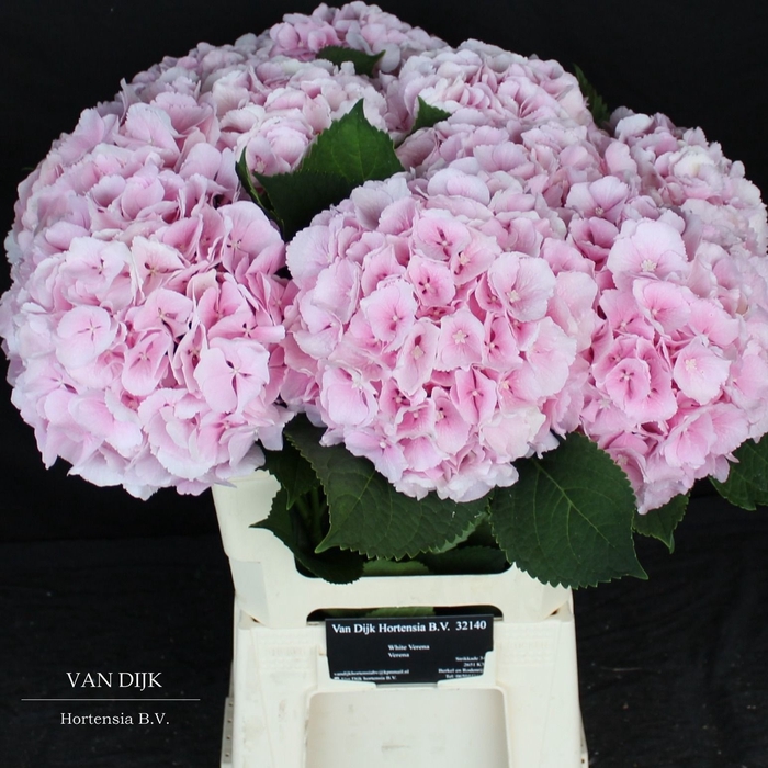 <h4>HYDR M CH VERENA</h4>