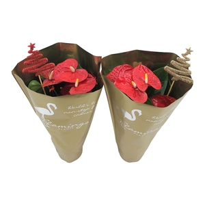 Anthurium XL.9 Jambo Red 14cm in gouden hoes met glitter kerstboom bijsteker