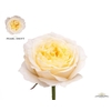 Rosa Garden Pearl Drift