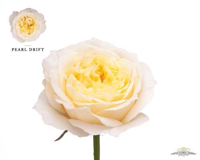 Rosa Garden Pearl Drift