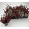 Calluna Garden Girls twin