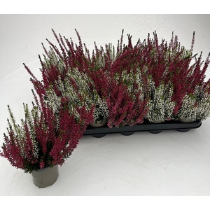 Calluna Garden Girls twin
