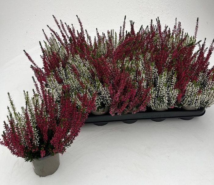 Calluna Garden Girls twin