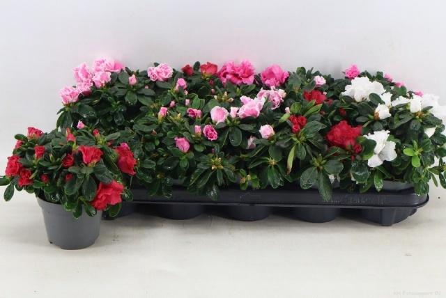 <h4>RHODO SI VOGEL GEM</h4>