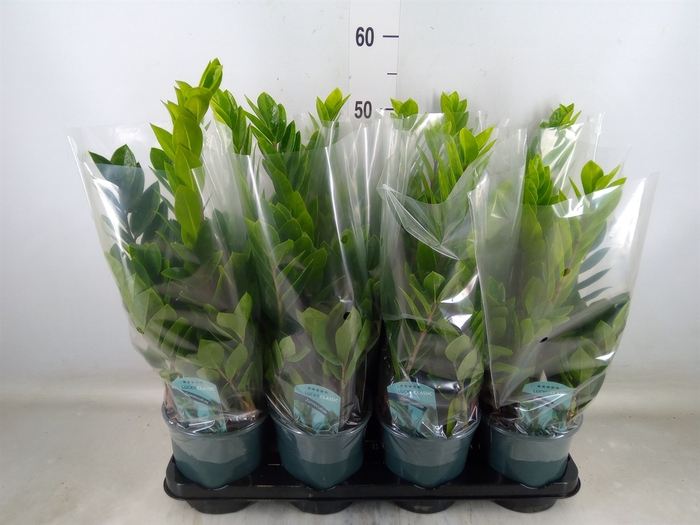 <h4>Zamioculcas zamiifolia</h4>
