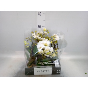Phalaenopsis multi.   ...white
