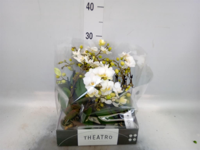<h4>Phalaenopsis multi.   ...white</h4>