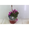FLOR DE MAIO C21