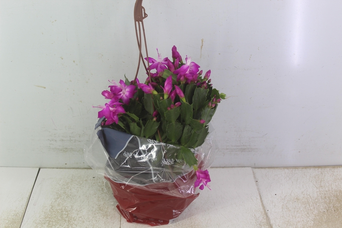 <h4>FLOR DE MAIO C21</h4>
