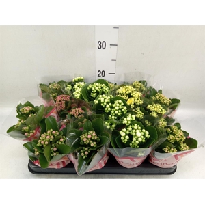 Kalanchoe blos.   ..rosebud mix  5