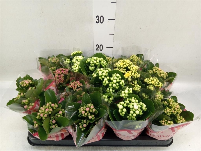 <h4>Kalanchoe blos.   ..rosebud mix  5</h4>