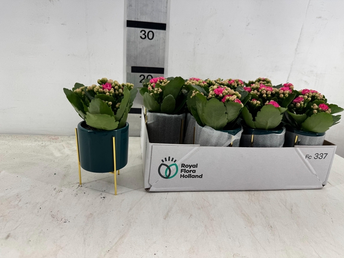 <h4>ARR PL IN SCHAAL</h4>