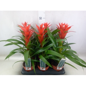 Guzmania  'Ostara'