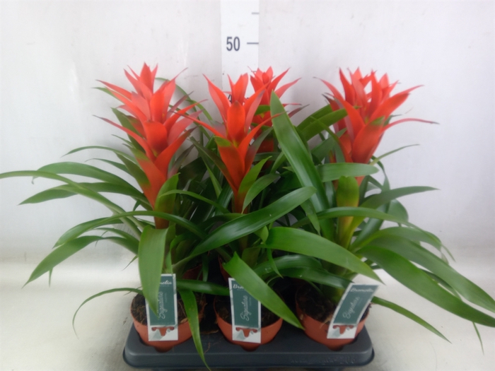<h4>Guzmania  'Ostara'</h4>