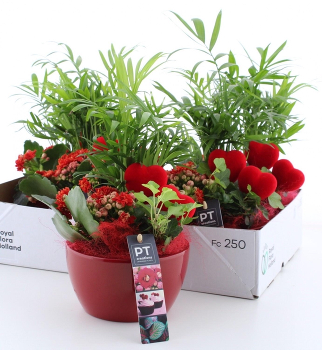 <h4>ARR KAMERPL</h4>