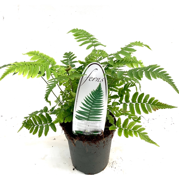 <h4>Dryopteris atrata ES11 0,7l</h4>