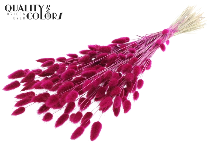 Lagurus Premium per bunch Lilac