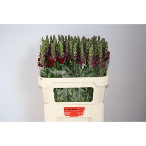 Antirrhinum Antibes Red