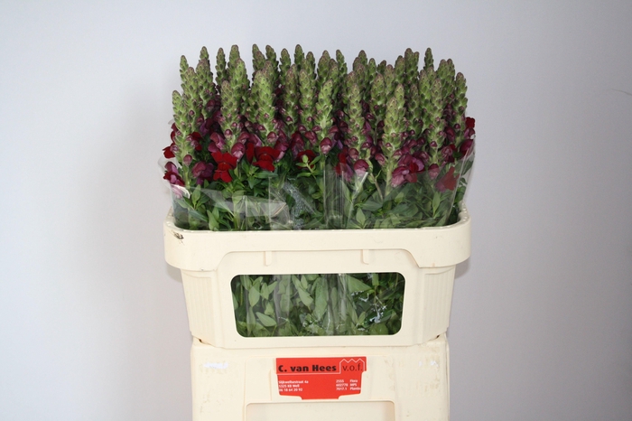 <h4>Antirrhinum Antibes Red</h4>