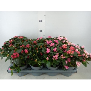 Rhododendron sim.   ...mix