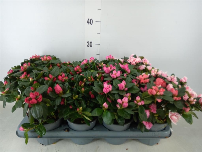 <h4>Rhododendron sim.   ...mix</h4>